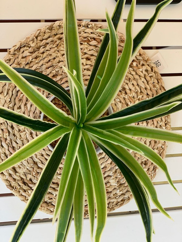 Imagen 8 de 10 de Plantas Artificiales De Escritorio Combo Pack X2