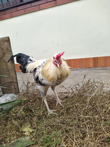 Imagen 3 de 4 de Gallos Para Reproducción