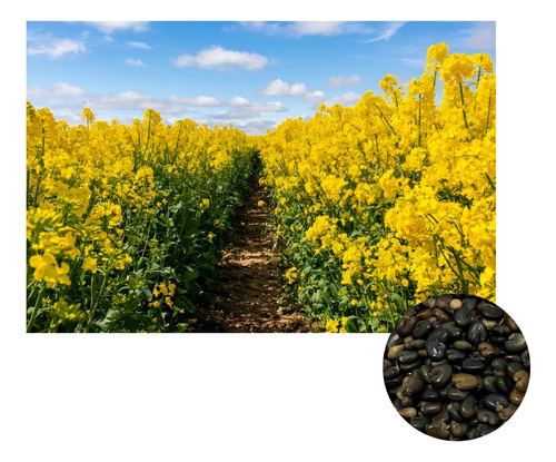 Sementes De Crotalaria Spectabilis + Juncea 3 Kg De Cada