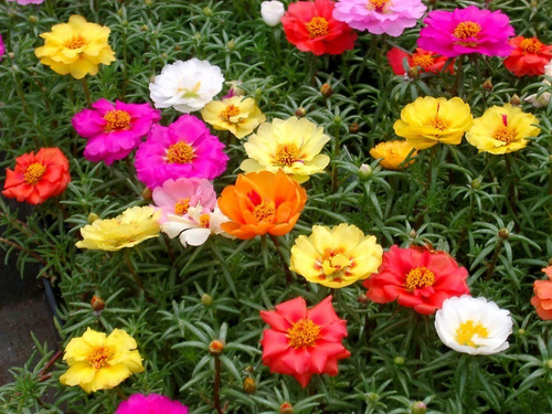 50 Sementes De Flor Onze Horas Portulaca Dobrada V. Cores*** | MercadoLivre