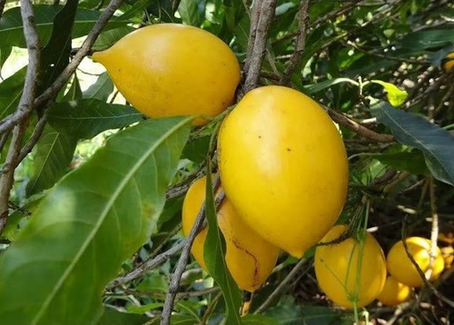 Tuturuba / Canistel Do Brasil Muda Nova Branca