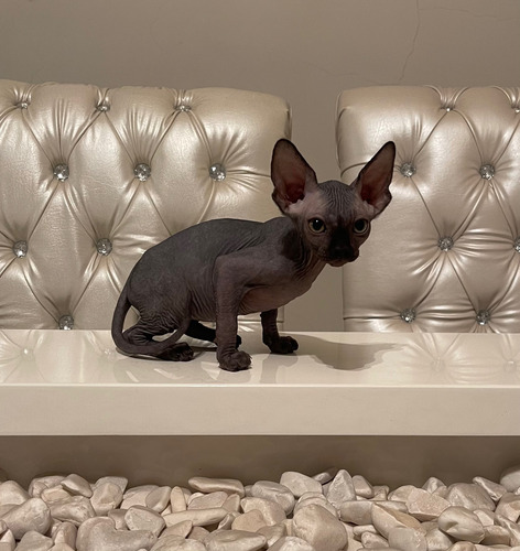 Gatita Esfinge Sphinx