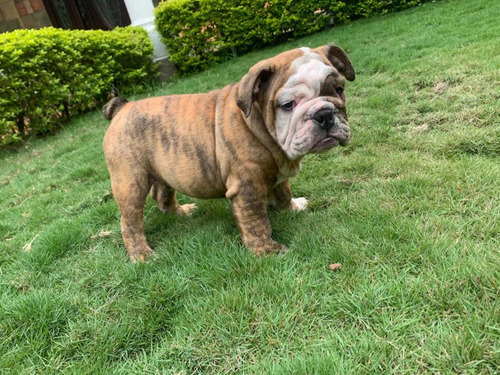 Cachorros Bulldog Inglés