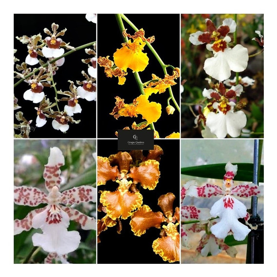 12 Mudas De Orquidea Oncidium Pingo De Ouro | Parcelamento sem juros