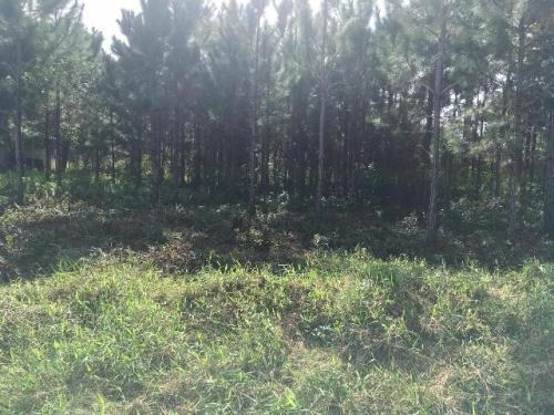 Imagem 3 de 3 de Terreno No Litoral Com 1500 M², Em Itanhaém/sp 5755-pc