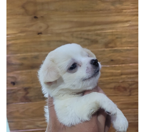 Lindos Filhotes De Chihuahua Disponíveis