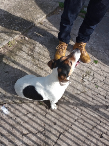 Imagen 2 de 5 de Jack Russell Servicio De Monta