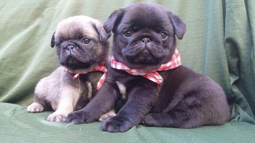 Pugs Na Cor Preta E Abricot, A Pronta Entrega!!