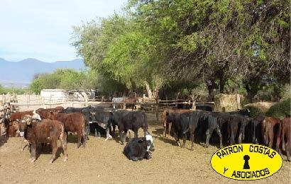 2071hp 100 Has Finca C/riego Y Hosteria. Valles Calchaquies