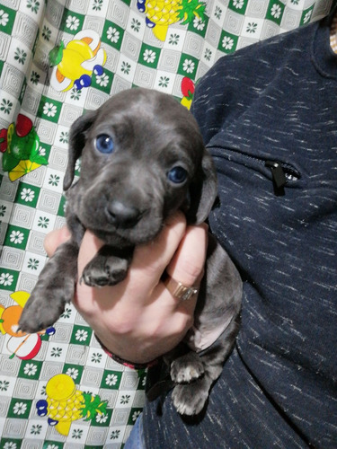 Salchichas Cachorros