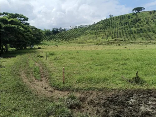 Se Vende Finca Vía Barragan - Rio Verde