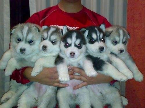 Imagen 3 de 4 de Cachorros Siberianos Calidad A-1, Padres Importados