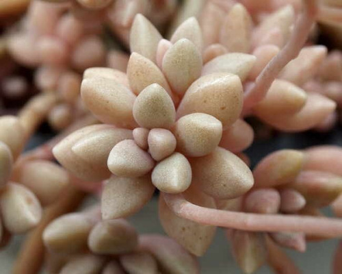Imagem 4 de 8 de Suculentas Graptopetalum Mirinae Plantas Suculentas E Cactos