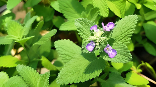 100 Semillas Planta De Nepeta Cataria, Catnip + Regalo