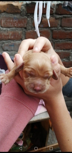 Imagen 7 de 9 de Cachorros Cocker Spaniel