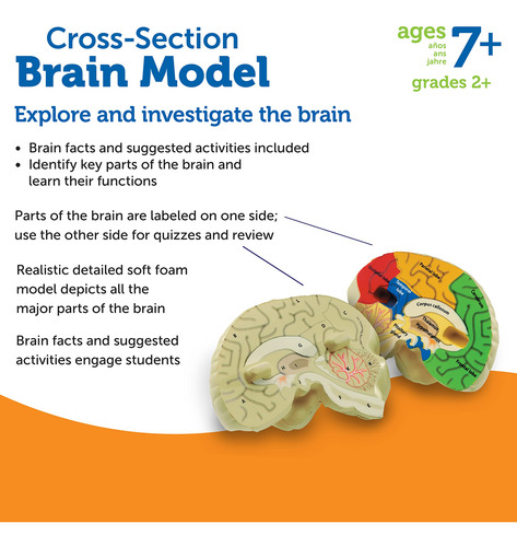 Recursos De Aprendizagem Do Modelo Cerebral, Seção Transvers