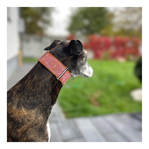 Collar Para Perro Sighthound Gang Martingala Para Galgo Y 2