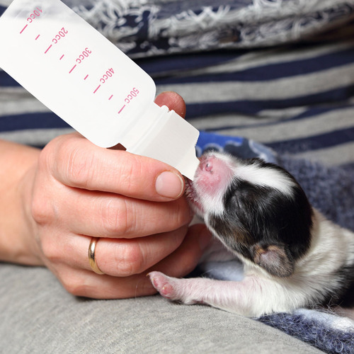 1 Juego De Biberones Pequeños De 50 Ml Para Mascotas Recién