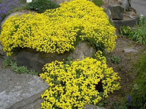 Alyssum Perene Amarelo - 0,6g = 1470 Sementes