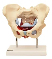 Comprar Modelo Pelvis Osea  Femenina Con Organos Zeigen
