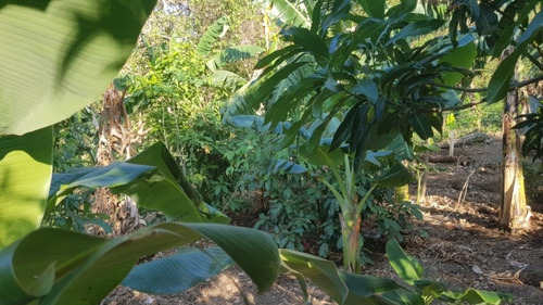 Imagen 15 de 30 de Se Vende Terreno Favorable Con Agua Y Luz Y Casita