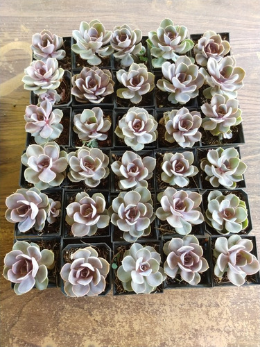 Echeveria Perle Von Nuremberg 30 Pzas Envio Dhl