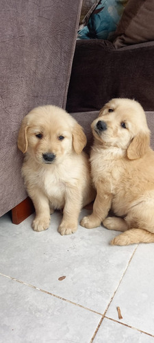 Cachorros Golden Retriever 