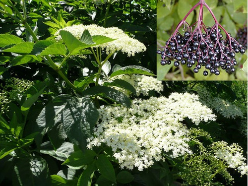 Sementes De Sabugueiro Sambucus Nigra Elder Fruta Flor