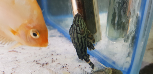 Pez Limpiavidrio Pleco Panaque Nigrolinatus L191 Importado
