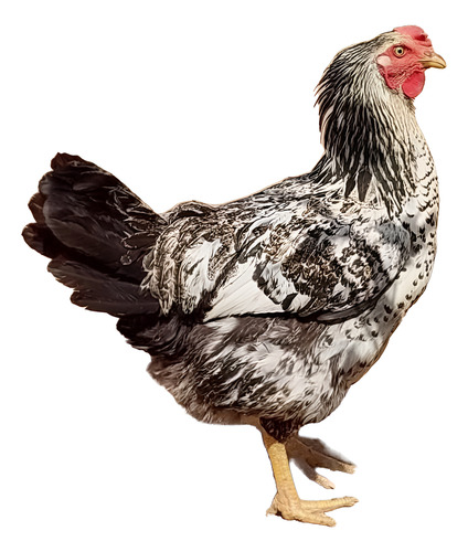 Huevos Fértiles De Gallina Doble Propósito Grande 2 Maples