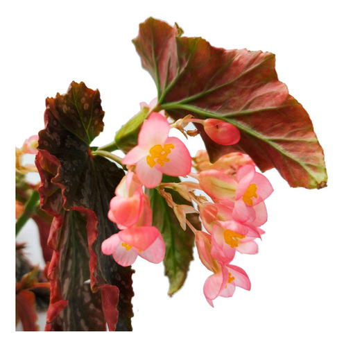 Begonia Ogata M13 Planta De Interior Greenonline Vivero