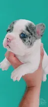 Comprar Bulldog Frances Blues Merles