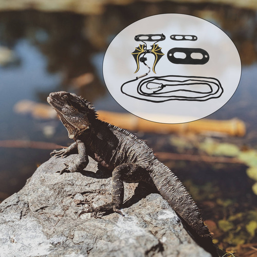 1 Juego De Correas Multiusos Para Lagartos, Pequeños Reptile