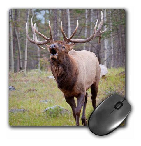 Canada Alberta Jasper Np Bull Elk Bugling.  alfombrilla Mp