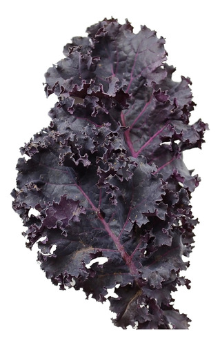 Sementes De Scarlet Kale Couve Violeta Deliciosa Ornamental!