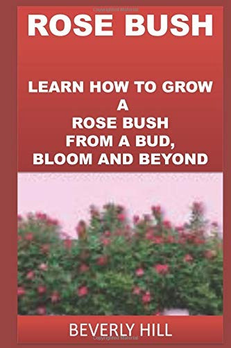 Rose Bush Learn How To Grow A Rose Bush From A Bud, Bloom Or