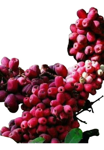 Syzygium Aqueum, Bonitas Plantas, Preguntar Costo De Envio