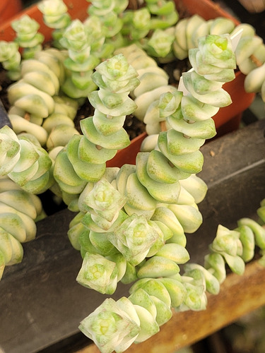 Crassula De Colección.  Crass Baby Necklace Variegada 