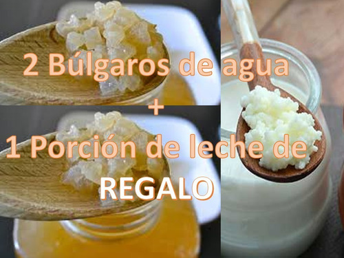 3x1 Bulgaros De Agua Tibicos + Bulgaros Leche Kefir + Manual