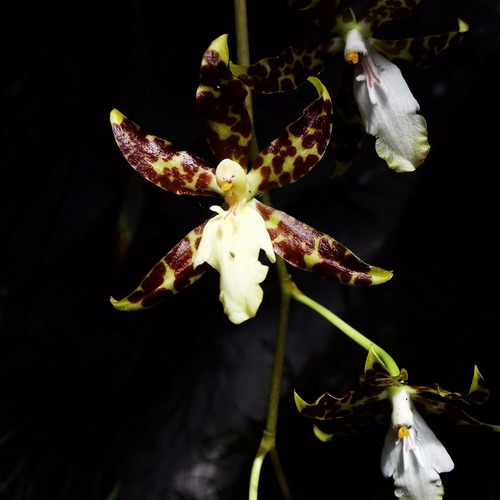 Orquídea - Oncidium Maculatum Planta Grande!