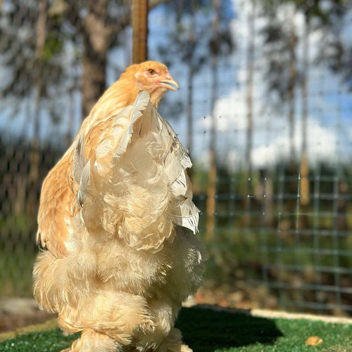 Ovos Férteis De Brahma Lemon Para Chocar
