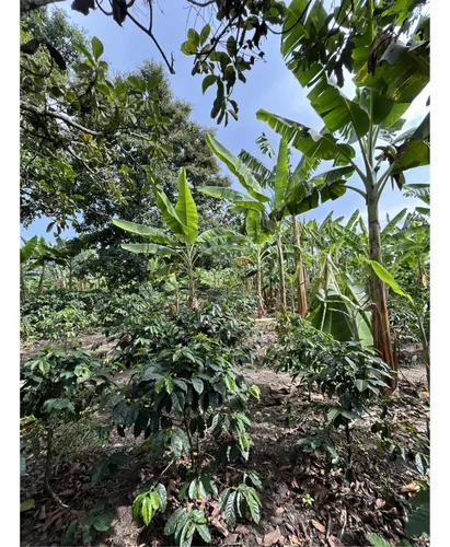 Se Vende Lote En Montenegro - Quindio