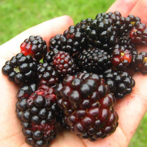12 Sementes De Amora Preta Gigante - Blackberry Rubus Fruta