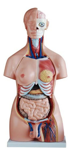 Modelo Anatómico Torso Humano Unisex