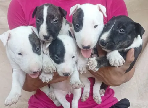 Bull terrier veneza 2025