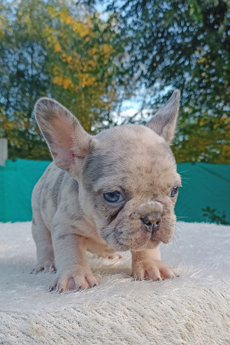 Bulldog Francés Hembrita Lilac Merle Cachorra Lilac Merle