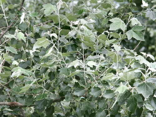 Populus Alba F. Nivea (alamo Nivea Alba),alamo Plateado