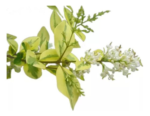 Ligustro Variegado De 2,50 - Ideal Veredas