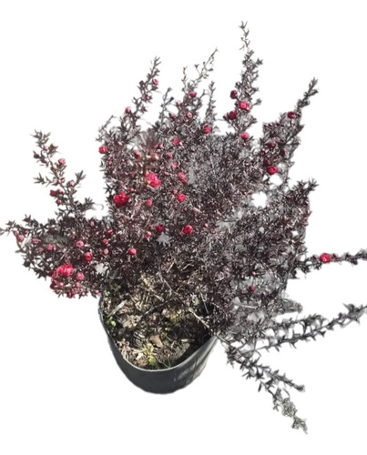 Leptospermo, Leptospermum, Leptospermum Scoparium 4lts