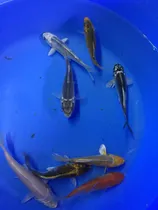 Comprar Carpas Koi Nacionales 8-10 Cm Estanques Lagunas